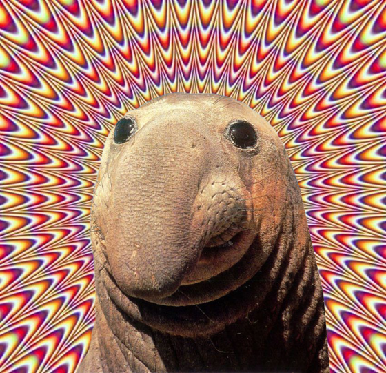 cronekorkn's avatar