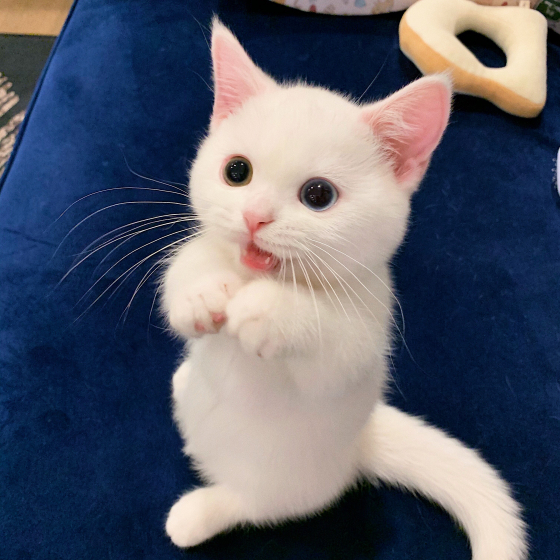 MinhThienDX's avatar