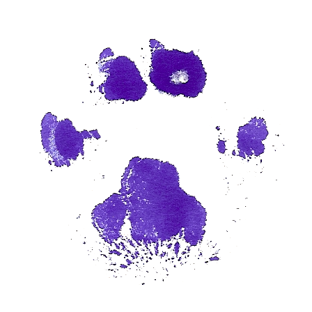 volte's avatar