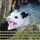 Dunecat's avatar