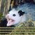 Dunecat's avatar
